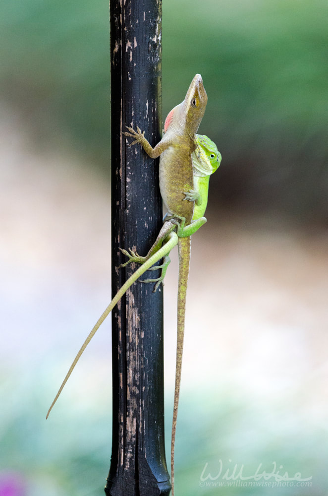 Mating Chameleon Green Anole Lizards, Georgia USA Picture