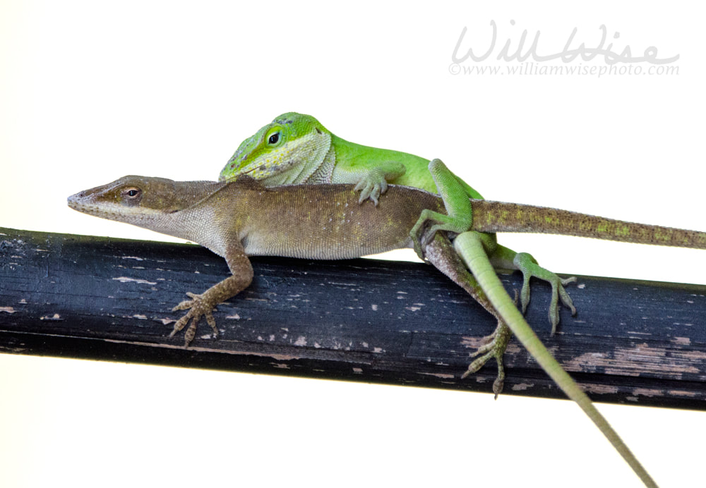 Mating Chameleon Green Anole Lizards, Georgia USA Picture