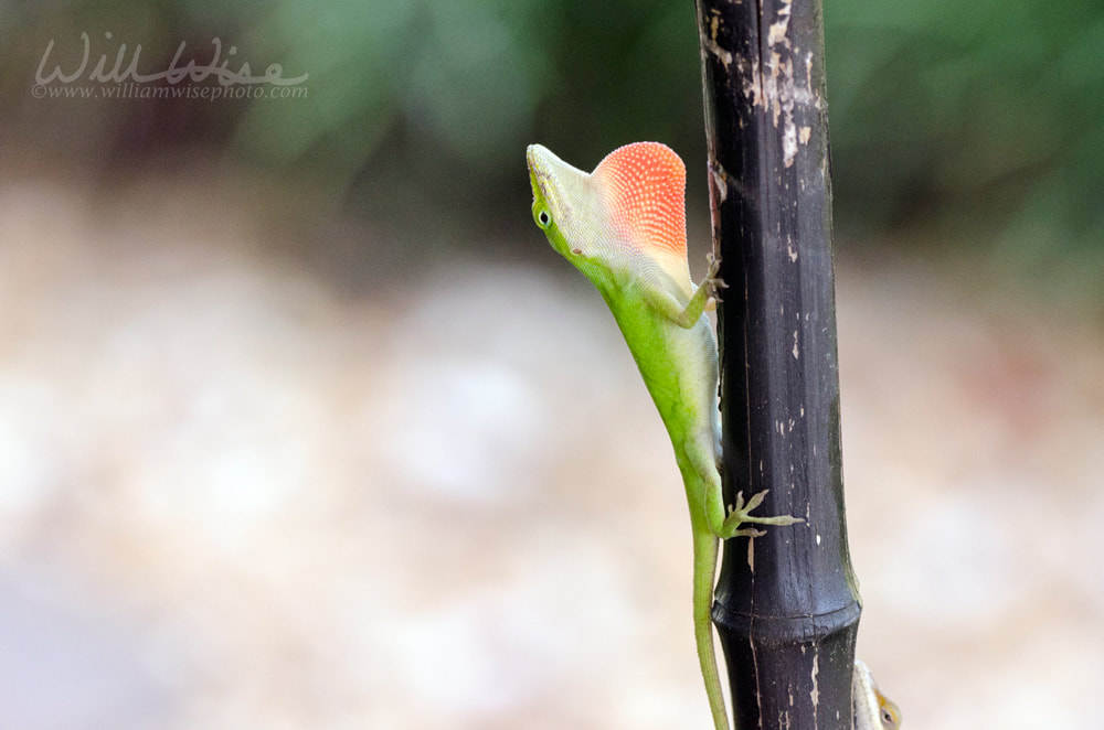 Chameleon Green Anole Lizards, Georgia USA Picture