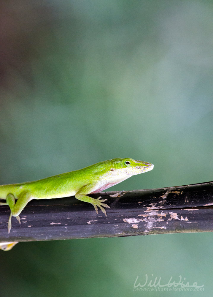 Chameleon Green Anole Lizard, Georgia USA Picture