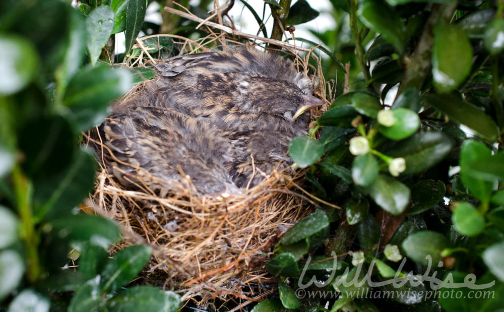 Chipping Sparrow baby birds in nest, Georgia USA Picture