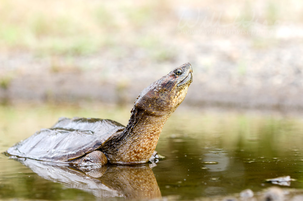 Long neck Snapping Turtle in swamp, Georgia USA Picture