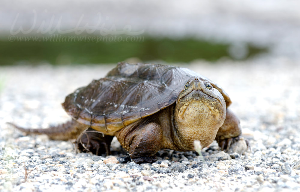 Long neck Snapping Turtle in swamp, Georgia USA Picture