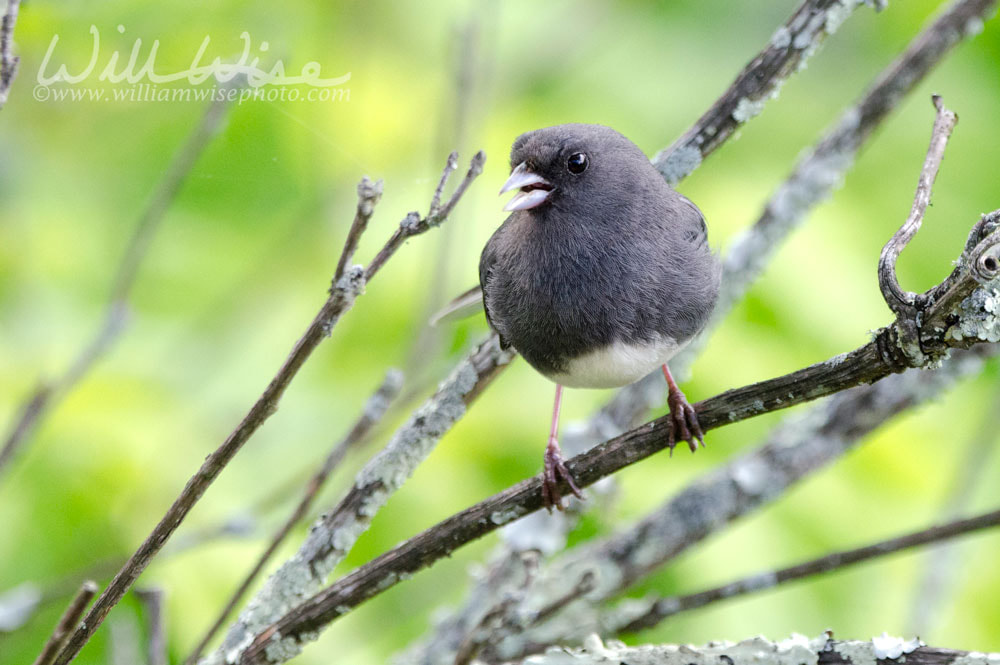 Dark Eyed Junco bird singing Picture