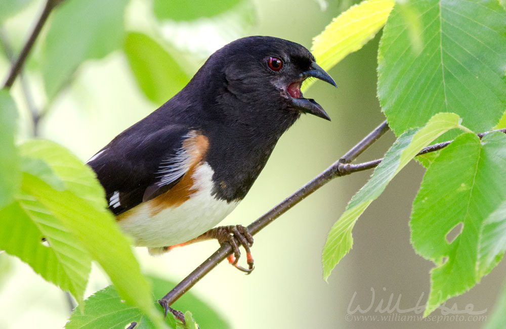 Eastern Towhee bird singing Picture