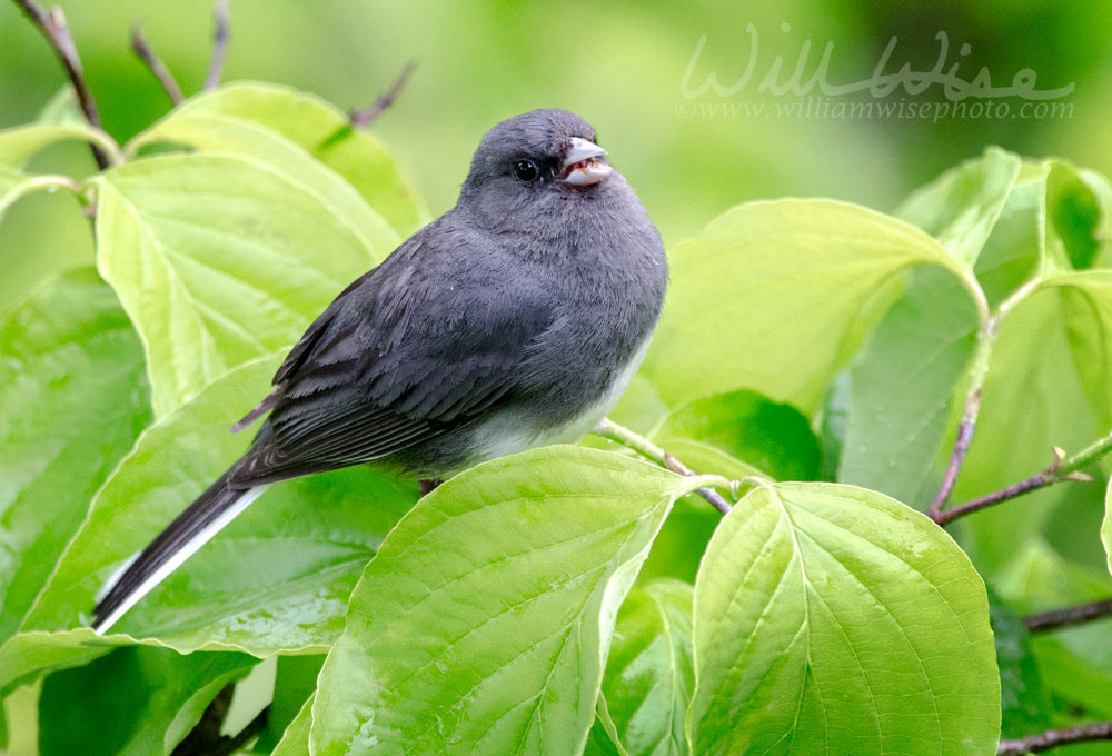 Slate Dark eyed Junco bird singing in Dogwood Tree Picture