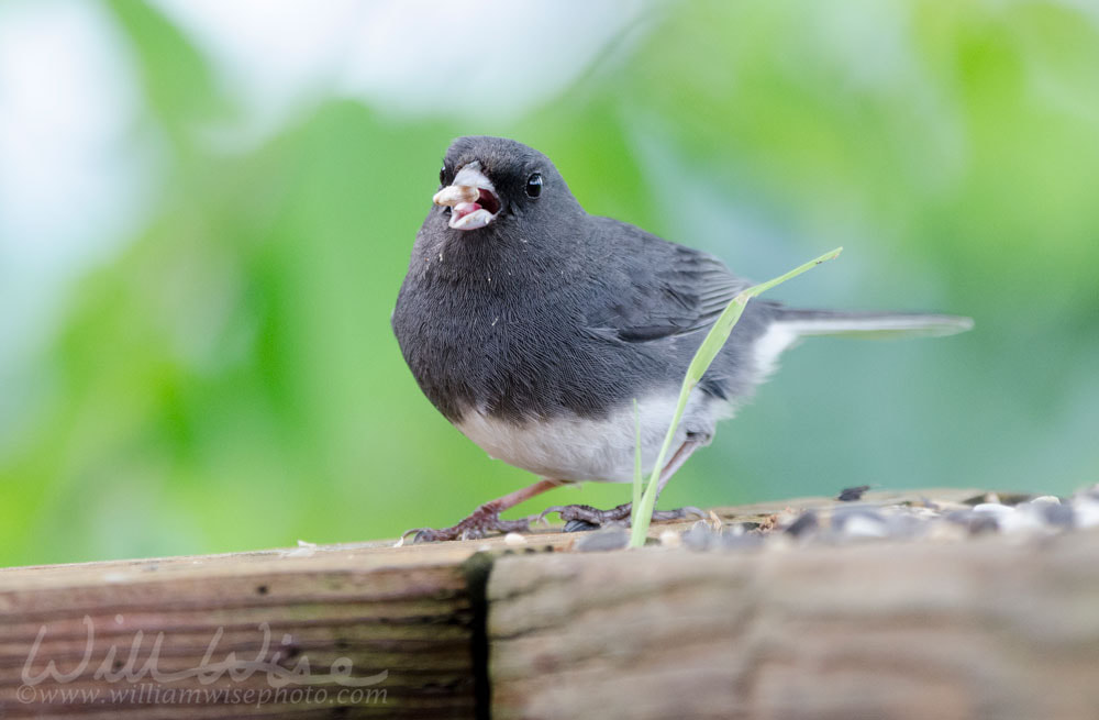 Dark Eyed Junco songbird eating bird seed, Blue Ridge Mountains, North Carolina Picture