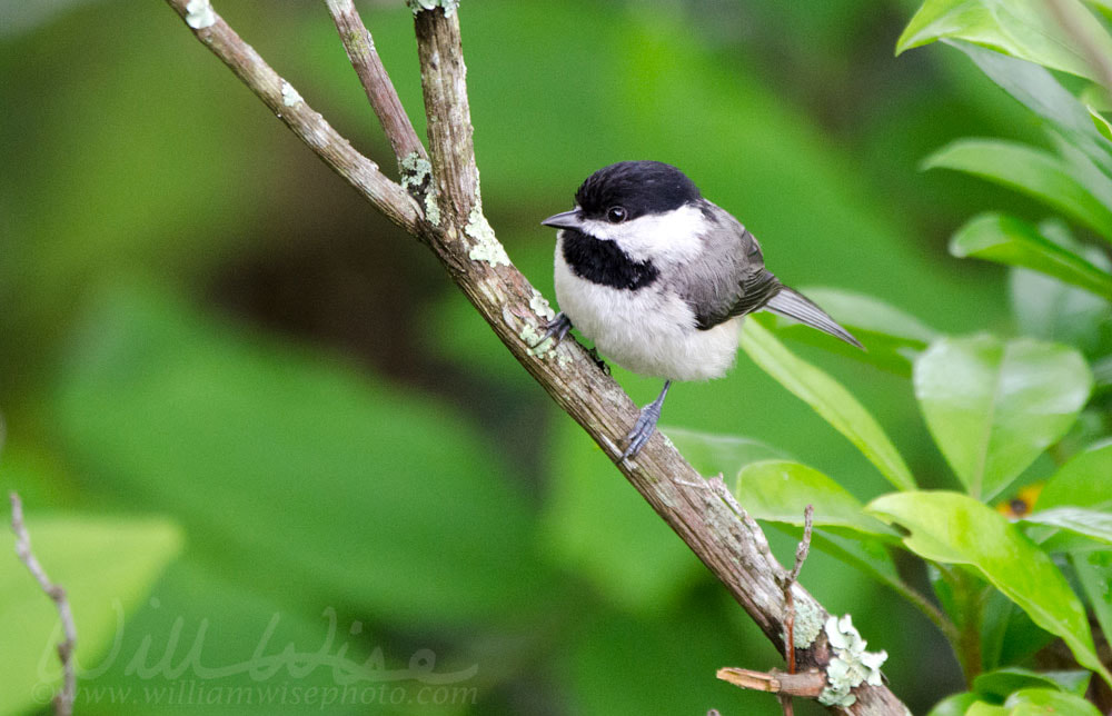 Carolina Chickadee songbird, Blue Ridge Mountains, North Carolina Picture