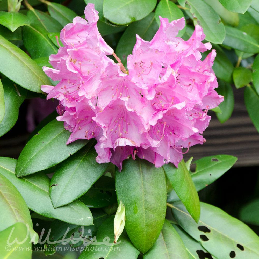 Mountain Azalea Rhododendron purple bloom, Blue Ridge Mountains Picture