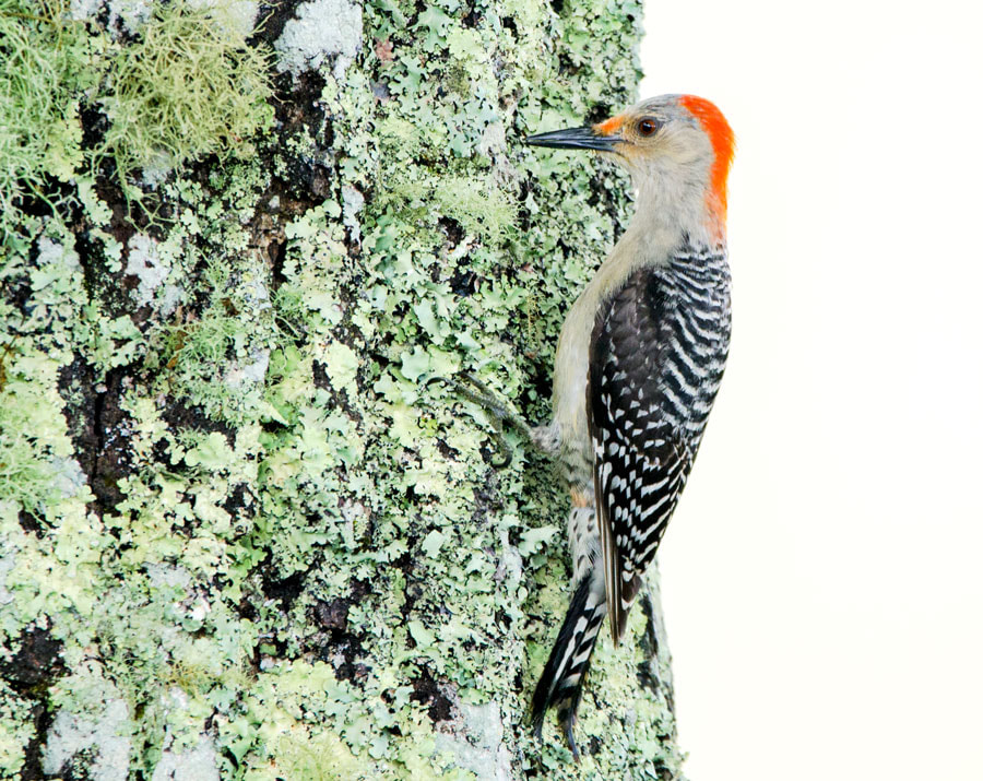 Red-bellied Woodpecker, Blue Ridge Mountains, North Carolina Picture