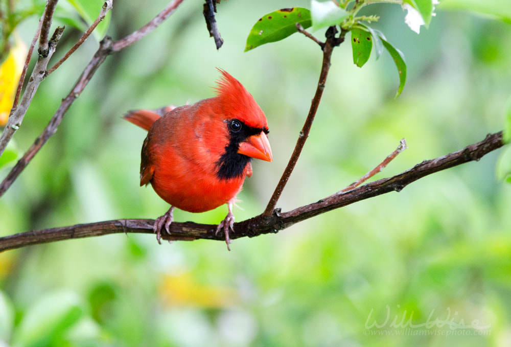 Northern Cardinal, Blue Ridge Mountains, North Carolina Picture
