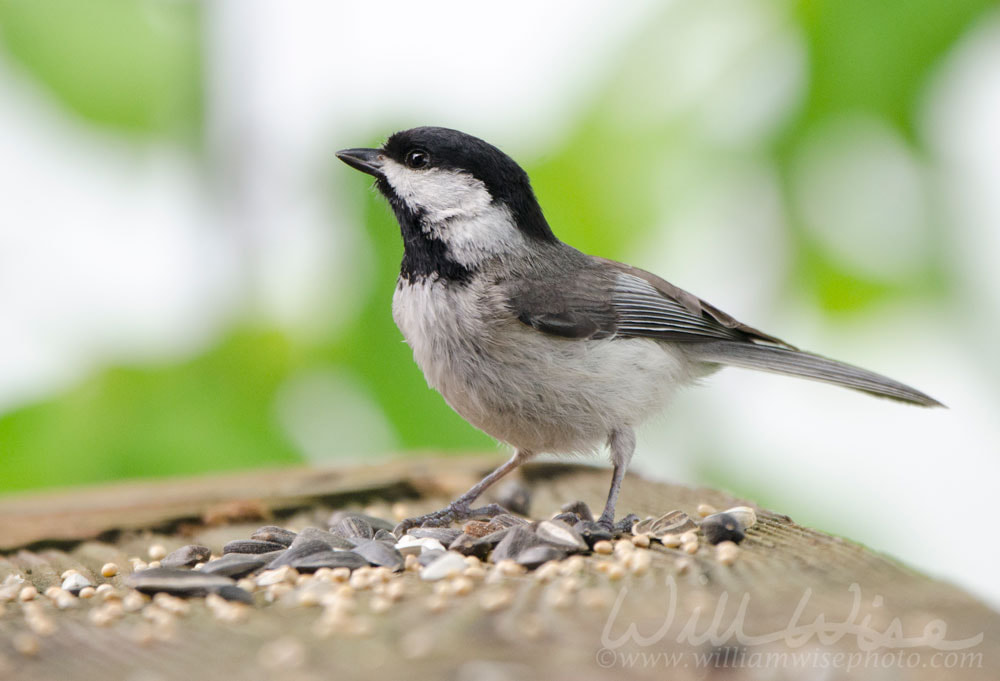 Carolina Chickadee songbird eating bird seed, Blue Ridge Mountains, North Carolina Picture