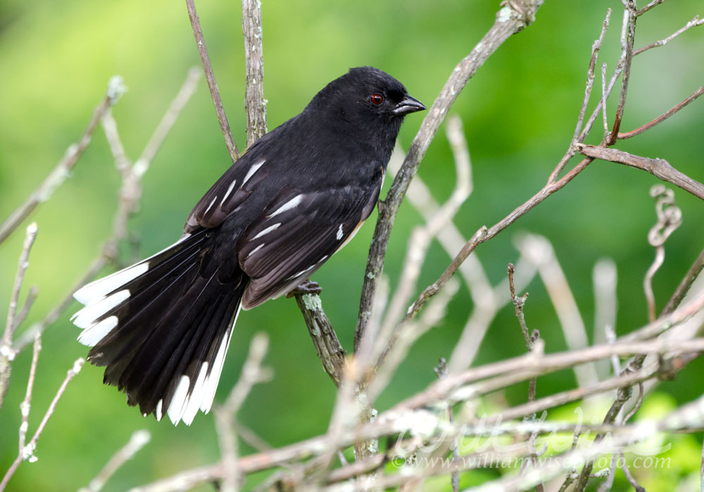 Eastern Towhee, Blue Ridge Mountains, North Carolina Picture
