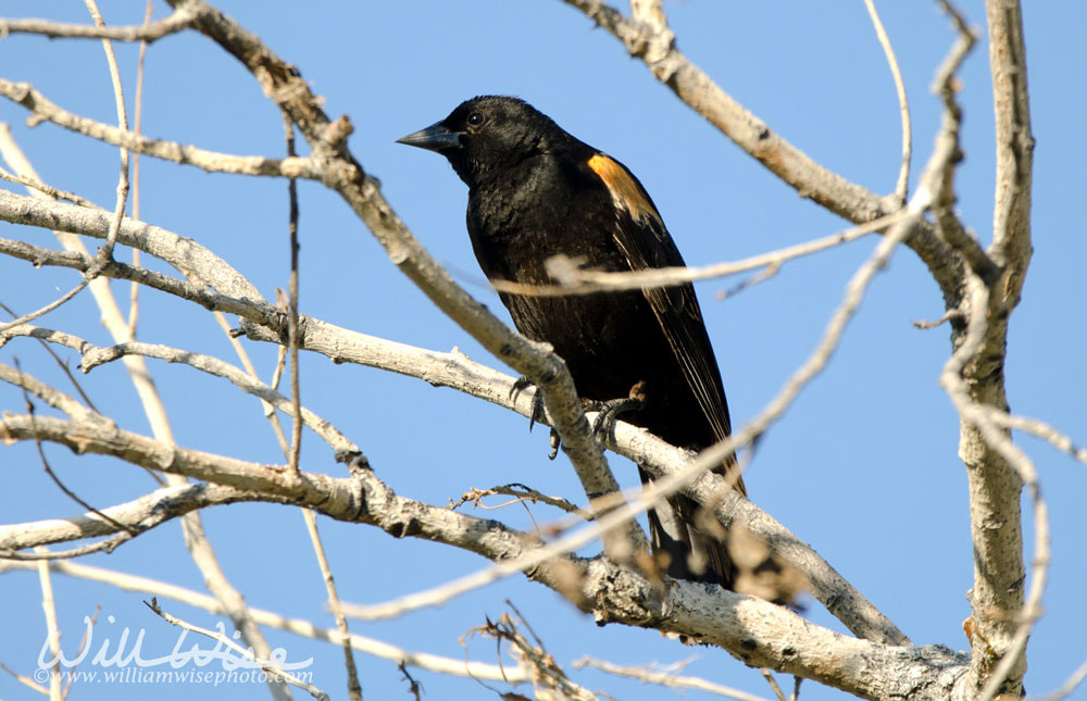 Red-winged Blackbird, Sweetwater Wetlands Tucson Arizona, USA Picture