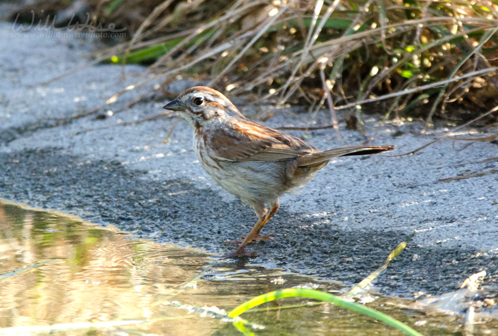 Song Sparrow bird, Sweetwater Wetlands in Tucson Arizona USA Picture
