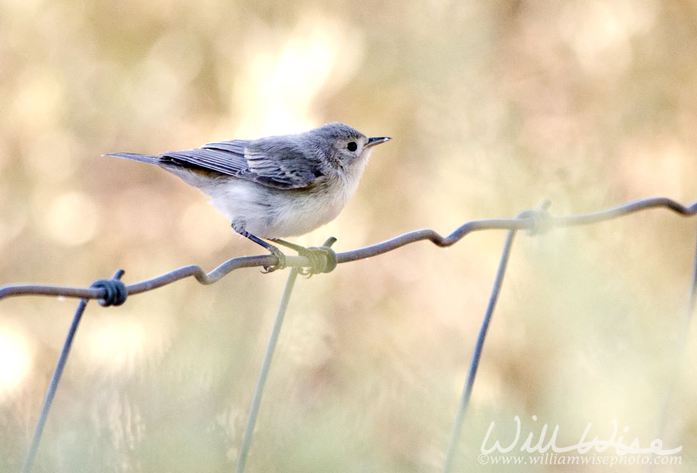 Lucy`s Warbler bird, Sweetwater Wetlands Park, Tucson Arizona Picture