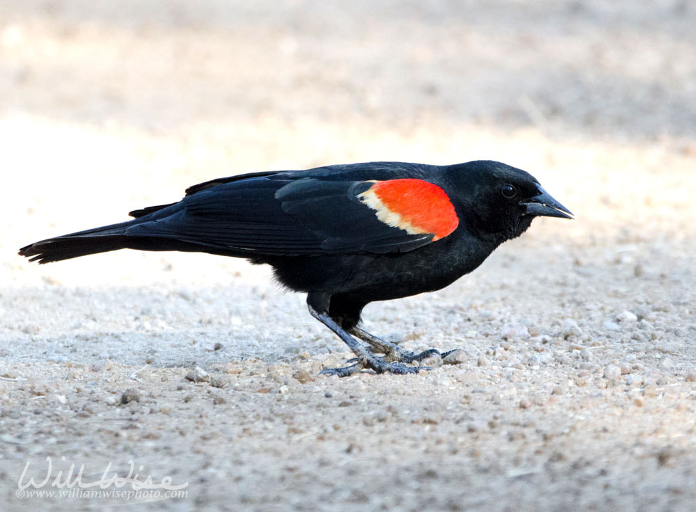 Red-winged Blackbird, Sweetwater Wetlands Tucson Arizona, USA Picture