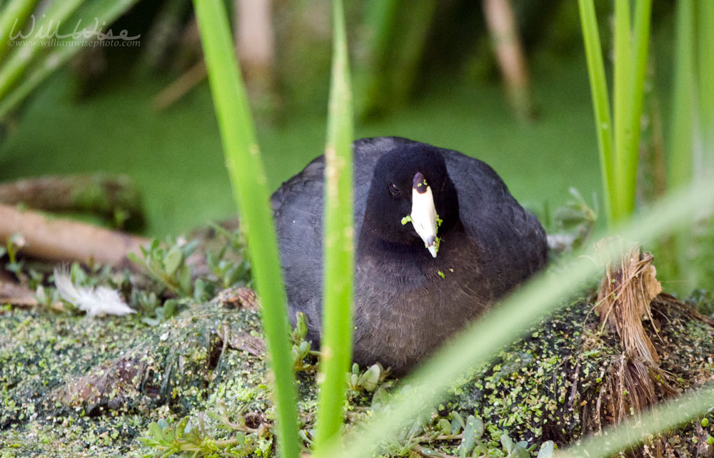American Coot nesting, Sweetwater Wetlands Tucson Arizona Picture
