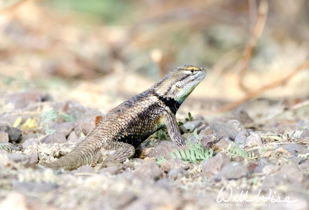Desert Spiny Lizard, Tucson Arizona Desert Picture