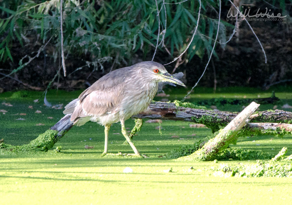 Black Crowned Night Heron on duckweed swamp pond, Sweetwater Wetlands Tucson Arizona, USA Picture