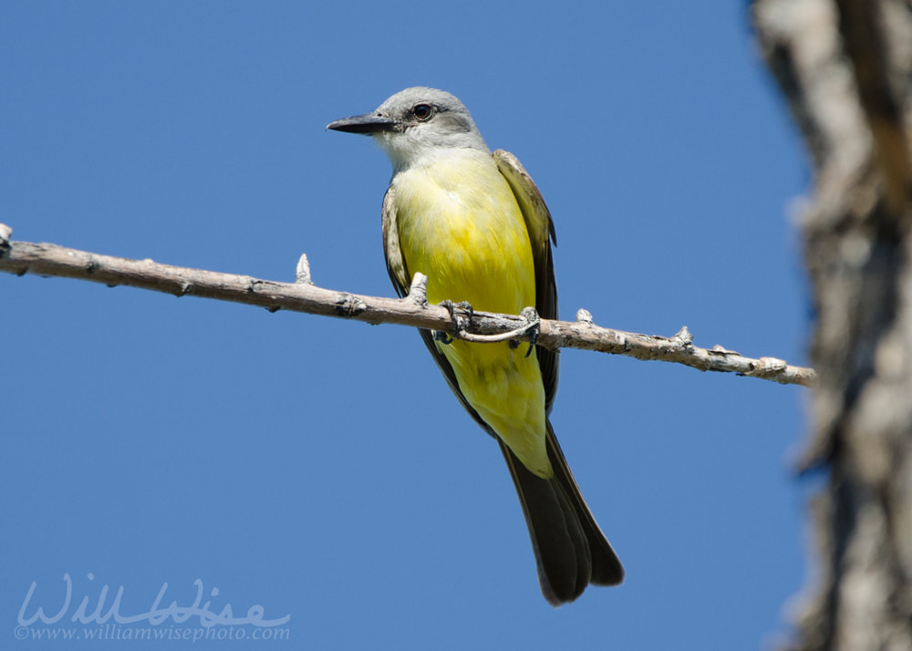 Tropical Kingbird, Sweetwater Wetlands in Tucson Arizona USA Picture