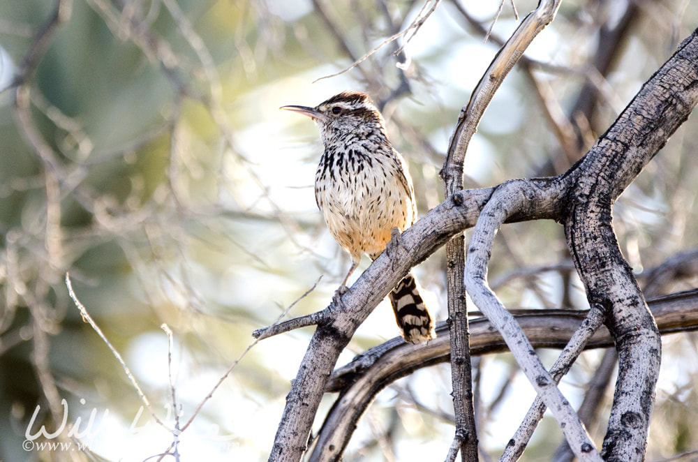 Cactus Wren bird in desert scrub, Arizona Picture