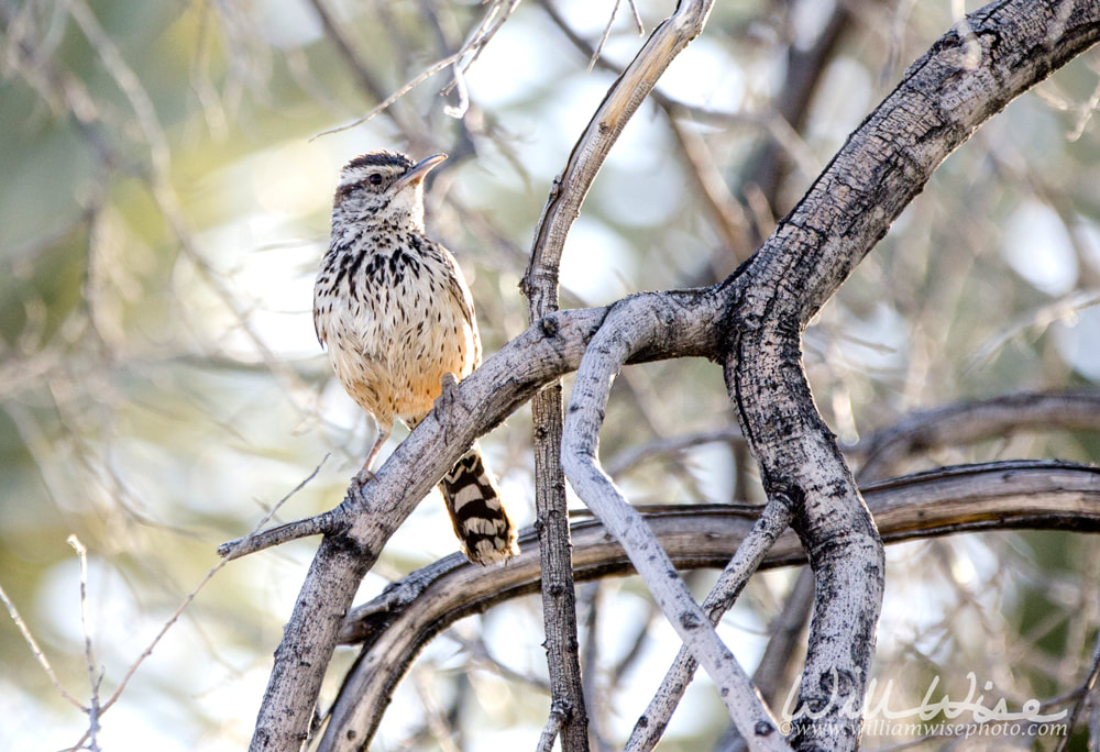 Cactus Wren bird in desert scrub, Arizona Picture