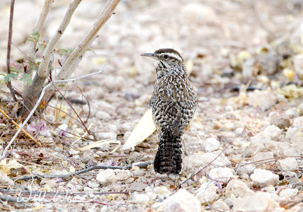 Cactus Wren bird, Tucson Arizona Sonora Desert Picture