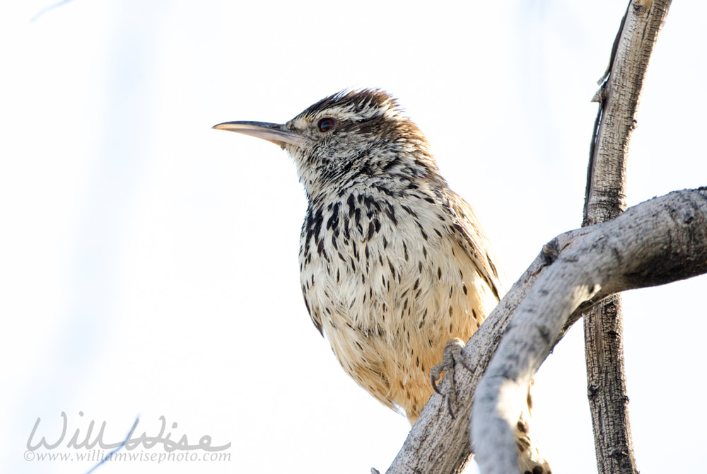 Cactus Wren bird, Tucson Arizona Sonora Desert Picture