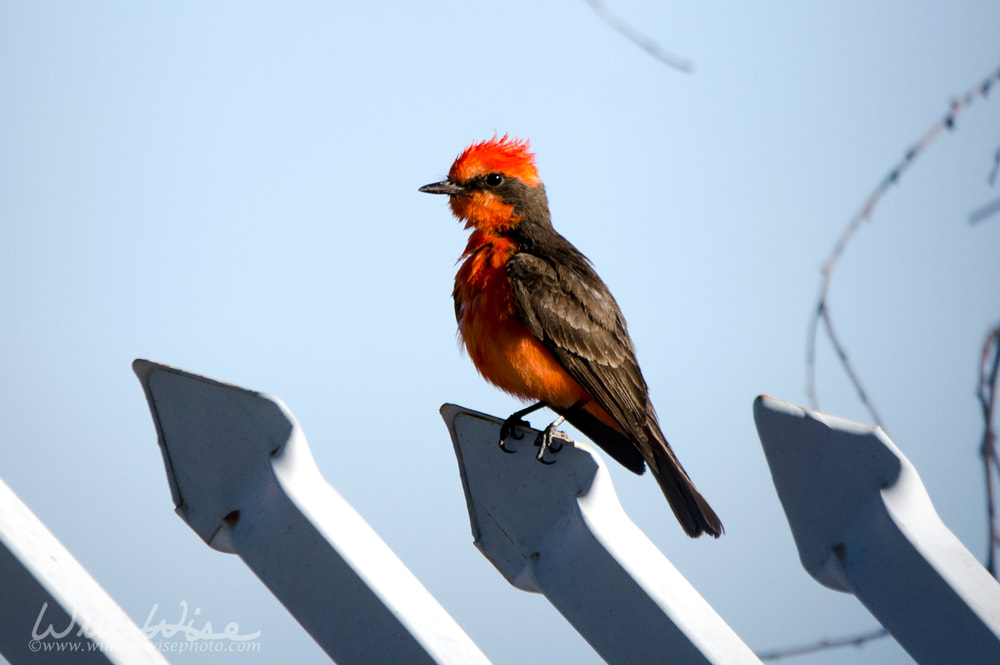 Vermilion Flycatcher bird, Tucson Arizona desert Picture