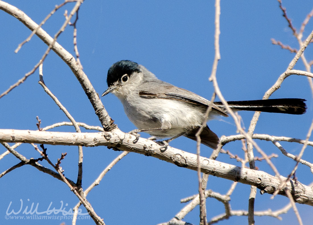 Black Tailed Gnatcatcher, Tucson Arizona desert Picture