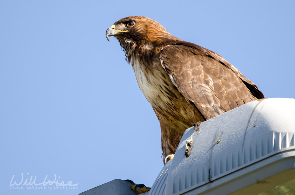 Red Tailed Hawk raptor on telephone pole in Tucson Arizona desert Picture