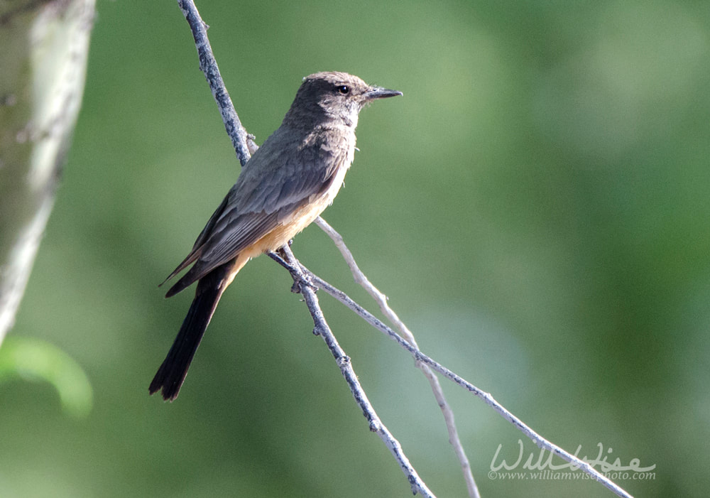 Says Phoebe bird, Tucson Arizona desert Picture