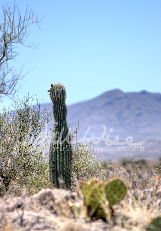 Saguaro Cactus desert landscape, Arizona USA Picture