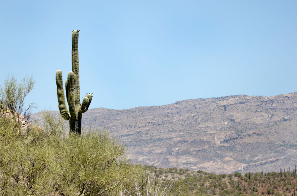 Saguaro Cactus desert mountains, Colossal Cave Mountain Park, Arizona Picture