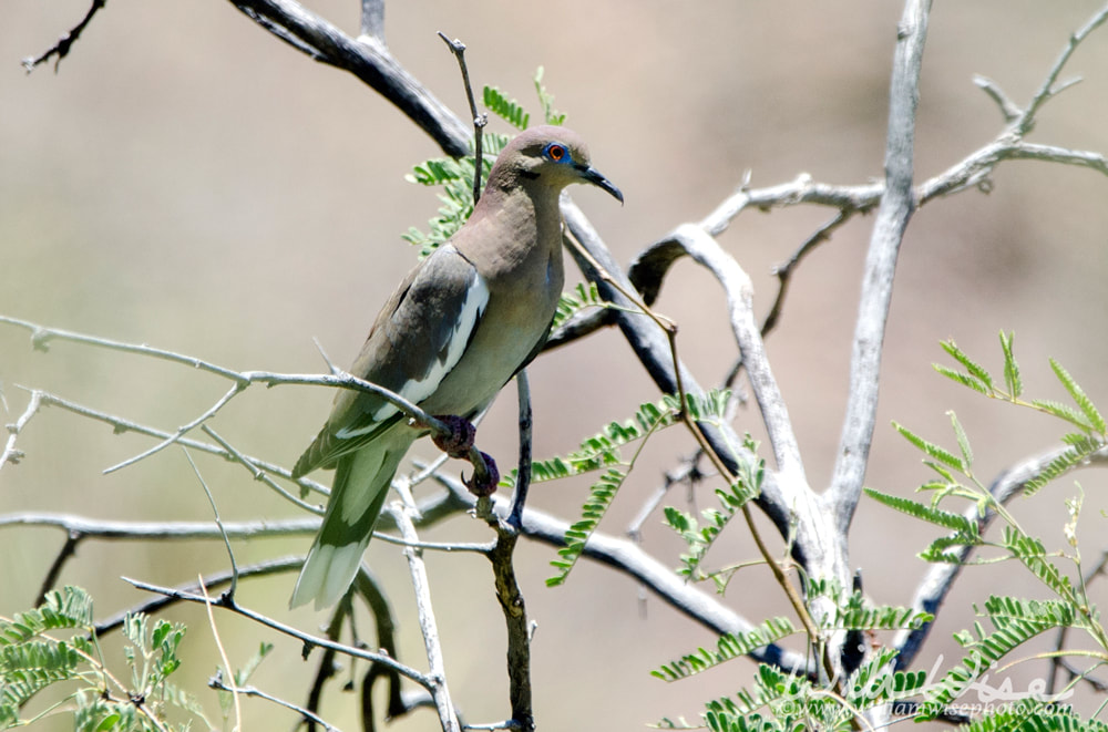 White Winged Dove, Colossal Cave Mountain Park, Arizona Picture