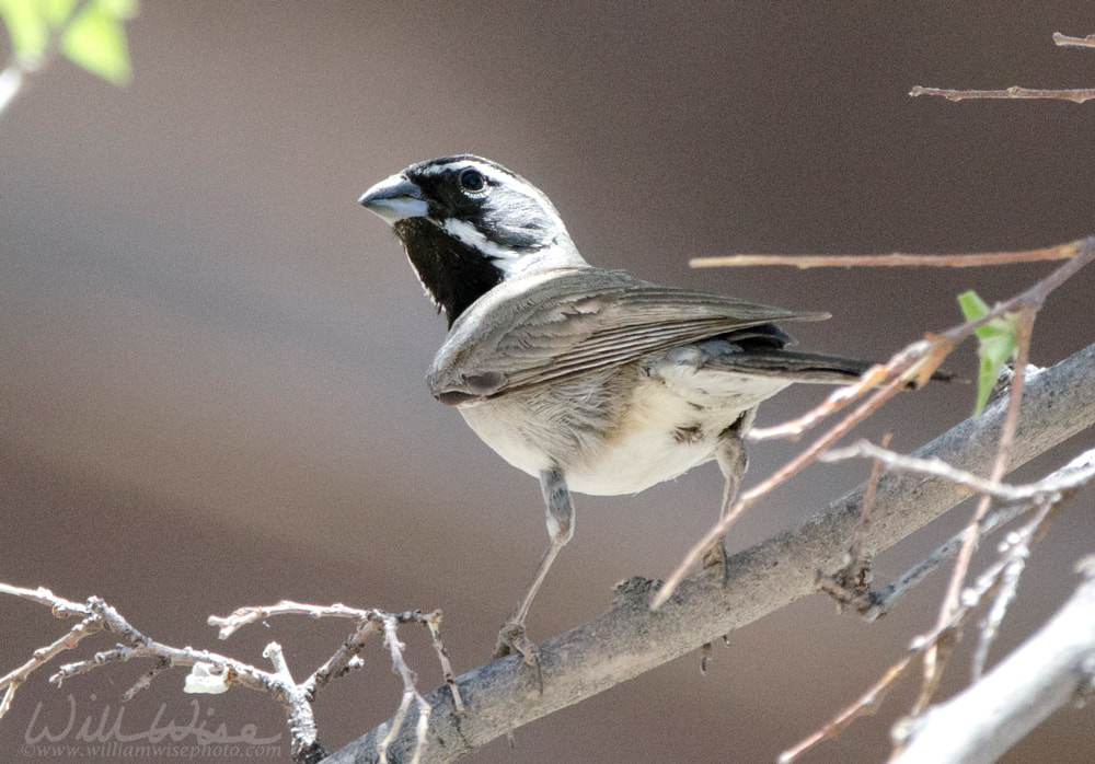 Black Throated Sparrow bird, Colossal Cave Mountain Park, Arizona Picture