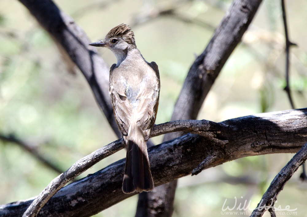 Ash Throated Flycatcher bird, Colossal Cave Mountain Park, Arizona Picture