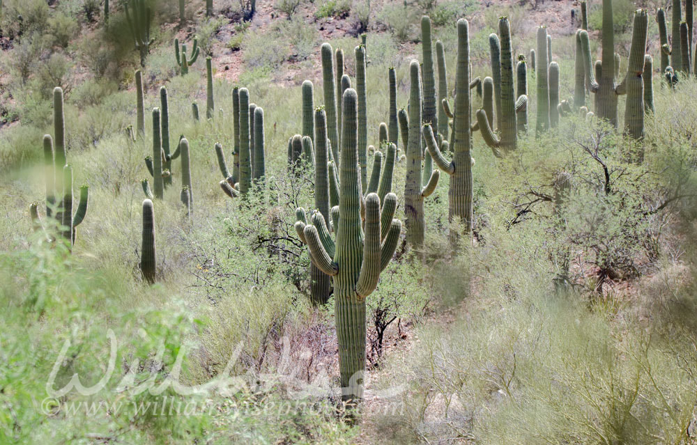 Saguaro Cactus desert mountains, Colossal Cave Mountain Park, Arizona Picture