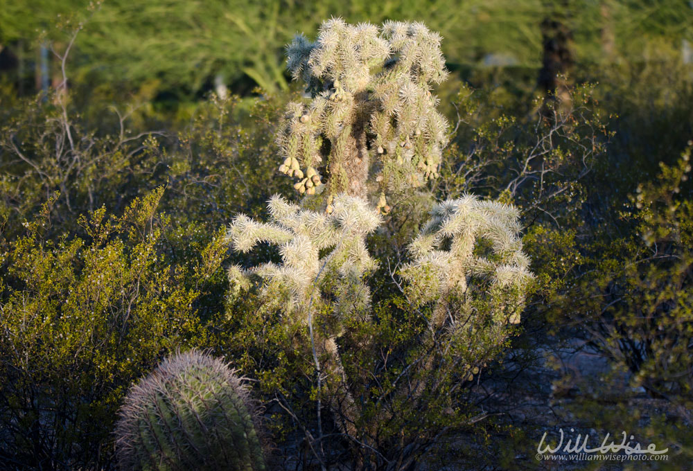 Cholla Teddy bear jumping cactus, Tucson Arizona Sonora Desert Picture