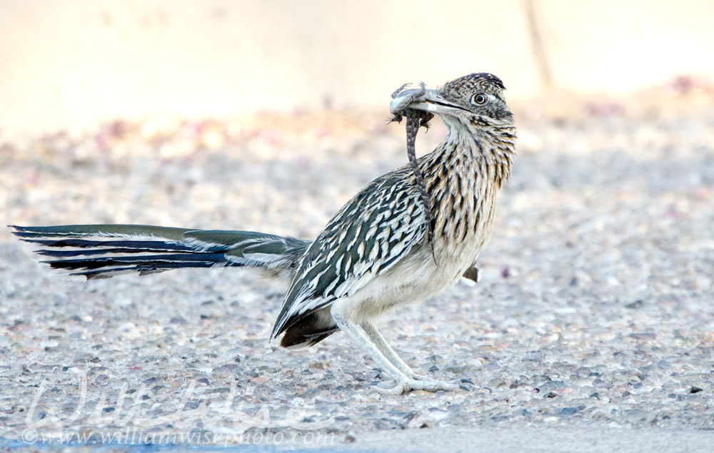 Greater Roadrunner bird with lizard in beak, Tucson Arizona, USA Picture