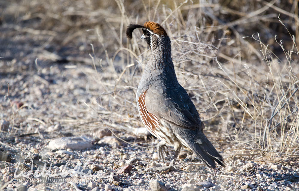 Gambels Quail, Tucson Arizona desert Picture