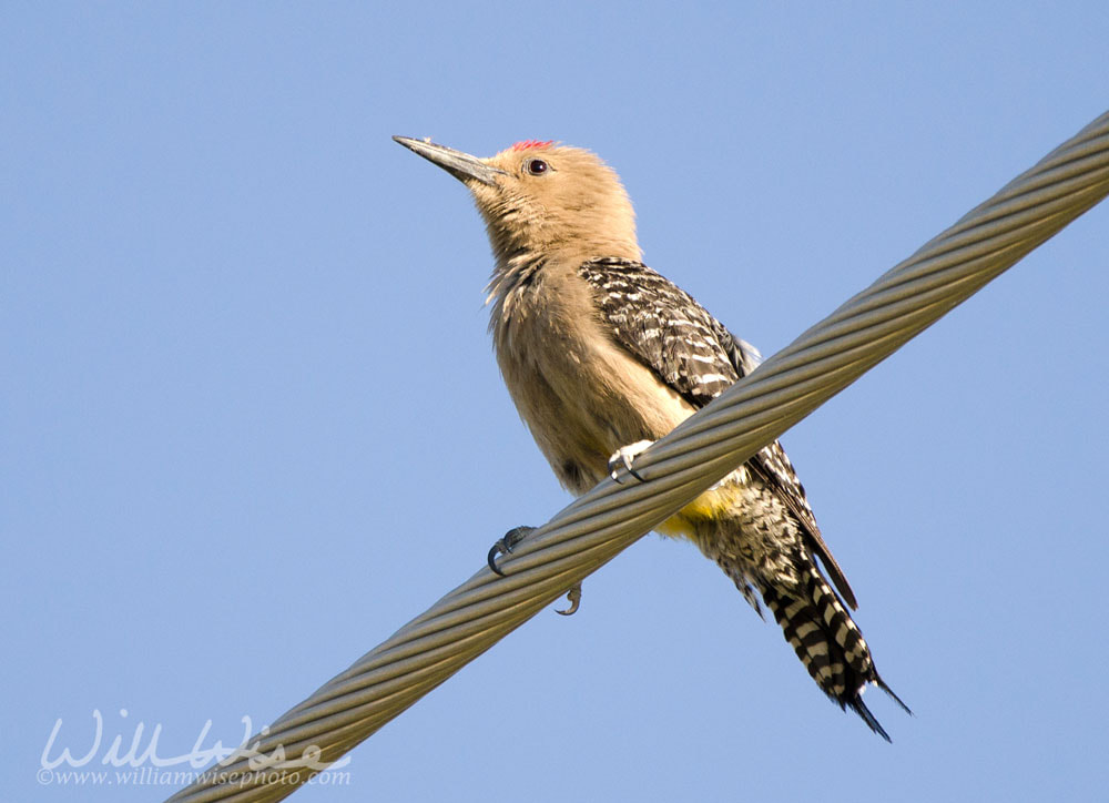 Gila Woodpecker perched on power line, Tucson Arizona desert Picture