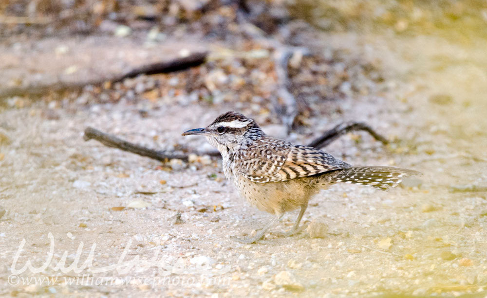 Cactus Wren, Tucson Arizona desert Picture