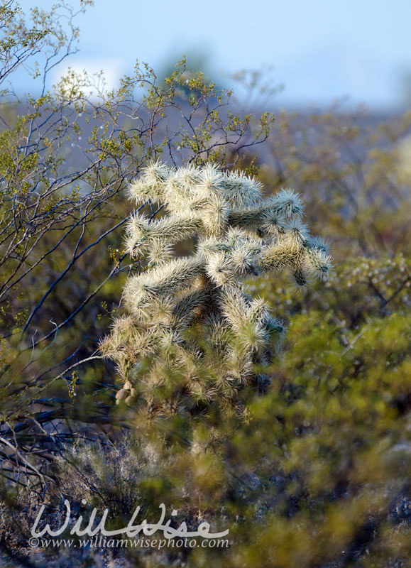 Southwest desert Cholla cactus tree, Tucson Arizona USA Picture