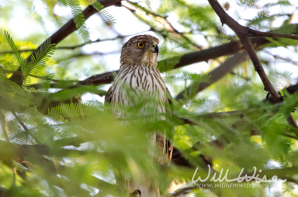 Coopers Hawk, Tucson Arizona desert Picture
