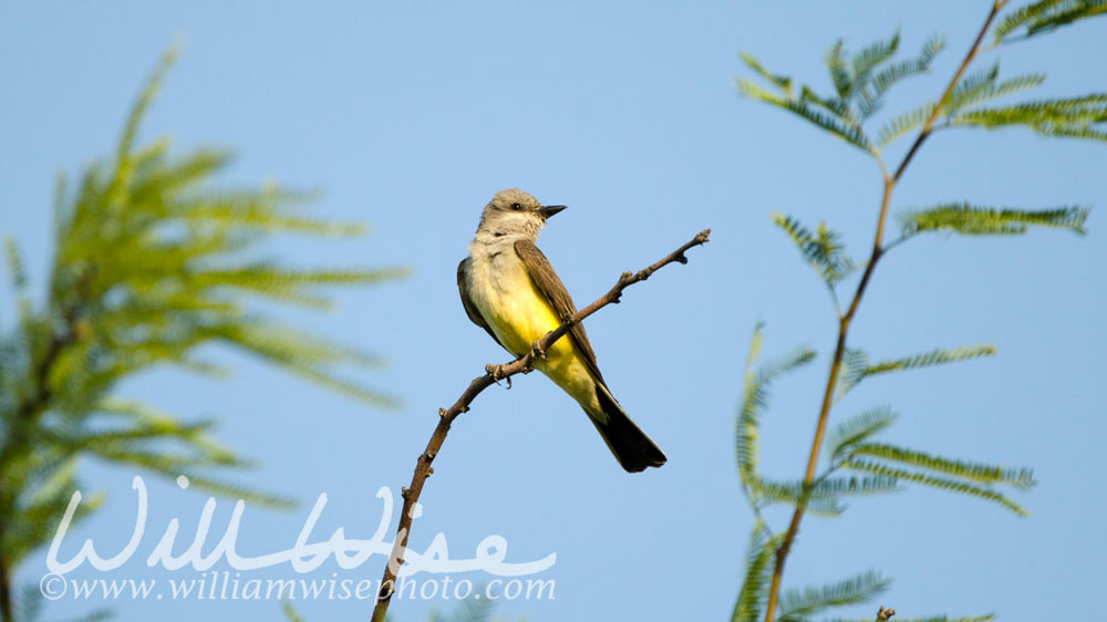 Western Kingbird, Tucson Arizona desert Picture