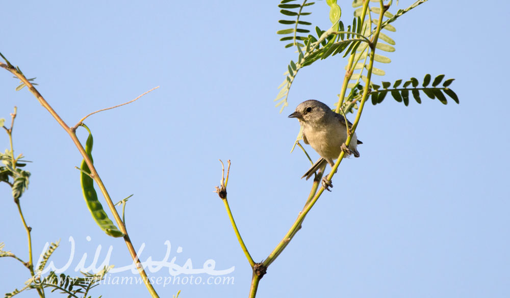 Lucys Warbler in Mesquite tree, Tucson Arizona desert Picture