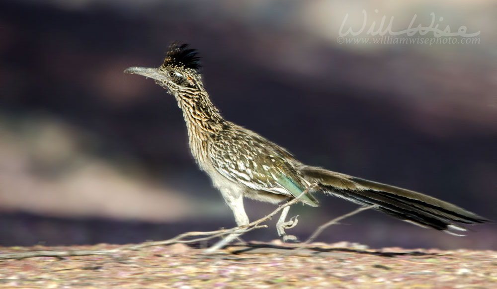 Greater Roadrunner bird, southwest desert, Tucson Arizona Picture