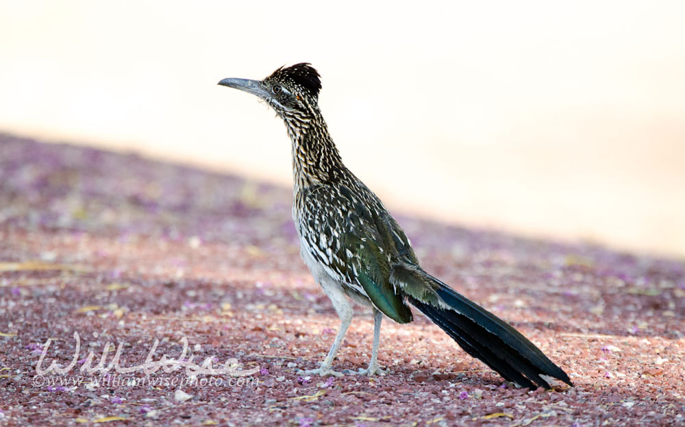 Greater Roadrunner, Tucson Arizona desert Picture